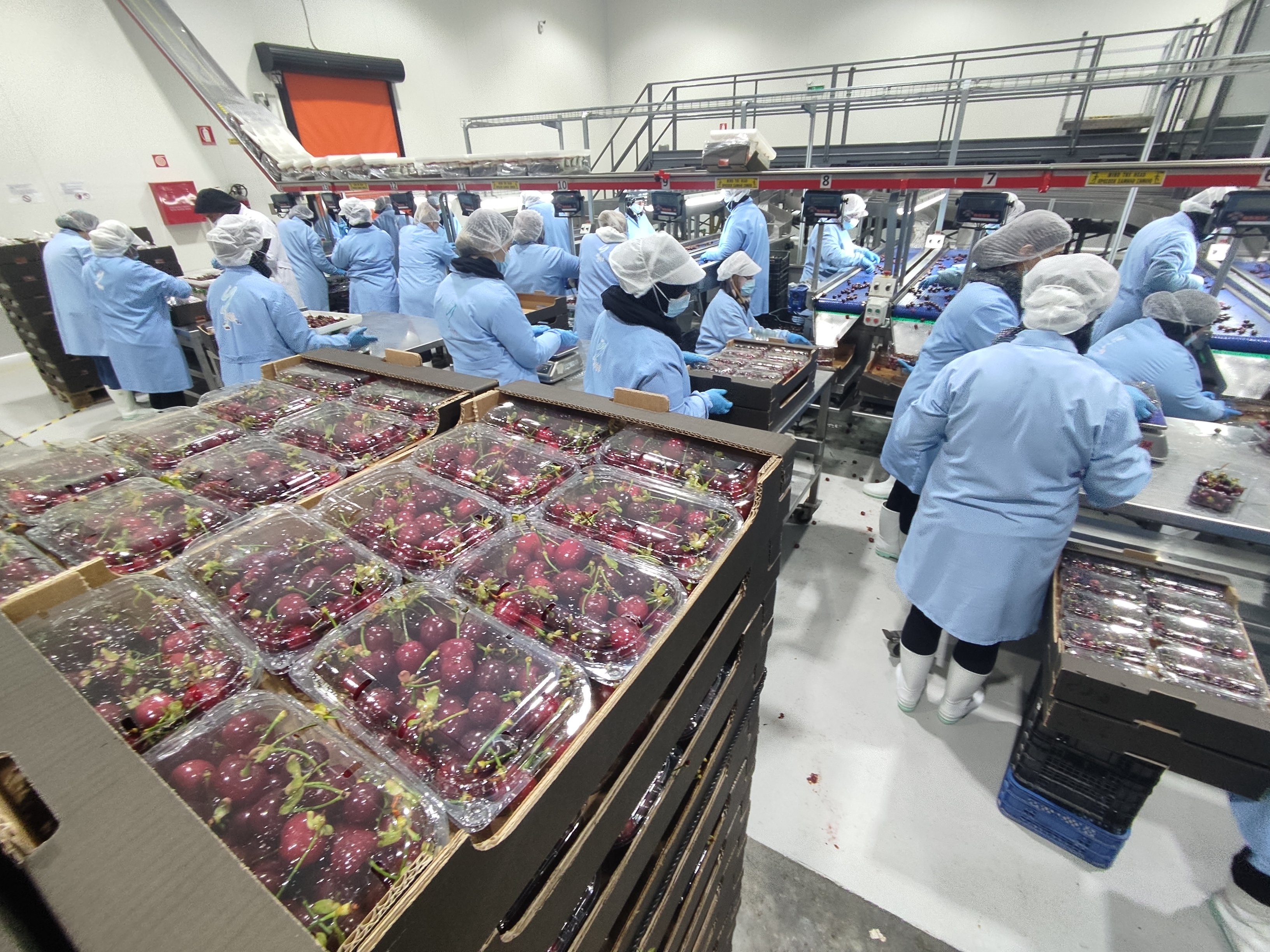 YAKA cherry packing process